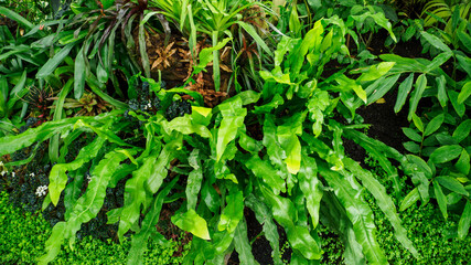 Fern with green leaves growing in nature.
