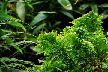 Fern with green leaves growing in nature.
