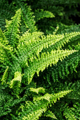 Fern with green leaves growing in nature.
