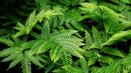 Fern with green leaves growing in nature.
