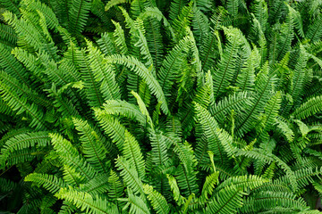 Fern with green leaves growing in nature.
