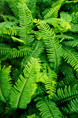 Fern with green leaves growing in nature.

