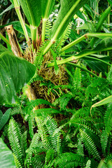 Fern with green leaves growing in nature.
