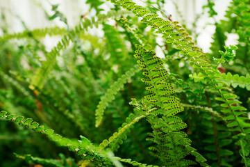 Fern with green leaves growing in nature.
