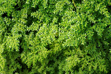 Fern with green leaves growing in nature.
