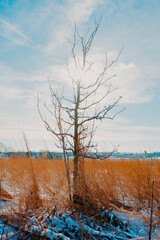 tree in the snow