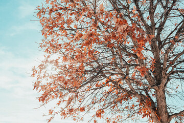 tree in autumn