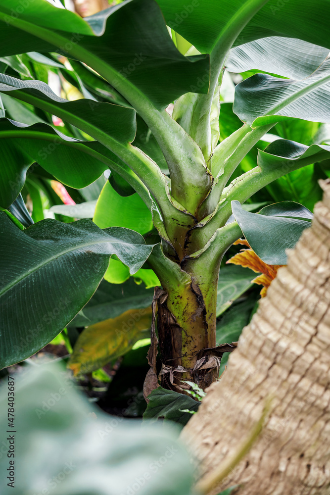 Poster young banana tree in nature.