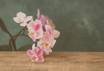 Dekoration mit Orchidee in pink weiß Platz für Text