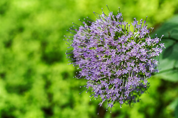 Purple tiny flowers on a plant.