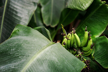 Young green fruits of a banana tree on a plant.