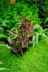 Narrow green leaves of a croton plant. © lapis2380