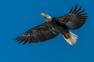 Bald Eagle (Haliaeetus leucocephalus) in Flight, WA