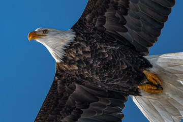 Bald Eagle (Haliaeetus leucocephalus) in Flight, WA