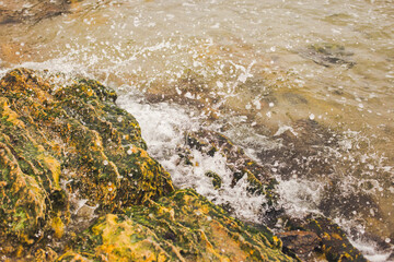 Sea wave breaking on yellow rocks covered by green moss with lots of water splashes and white foam. Photo background with copy space for text