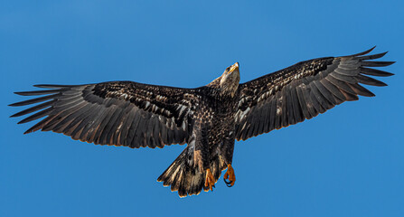 Bald Eagle (Haliaeetus leucocephalus) in Flight, WA