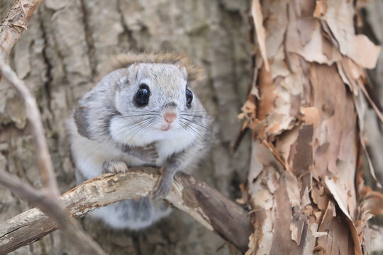 日本モモンガ の画像 460 件の Stock 写真 ベクターおよびビデオ Adobe Stock
