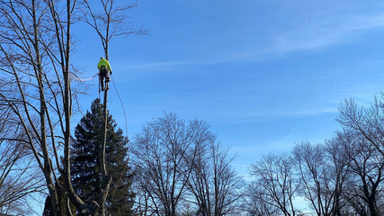 A man cuts down a tree
