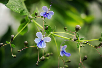 Tiny blue flower on a plant.