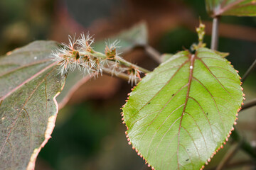 Tiny fluff flower on a plant with broad leaves.