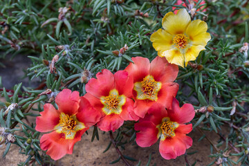 Beautiful red flowers Portulaca oleraceae in a garden. Close-up. selective focus