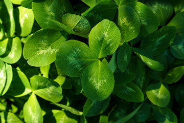 summer, nature, spring, freshness - macro background of fresh wild natural flower plant on spring meadow in hot sunny day. green clover on light blue bright clean sky garden summertime