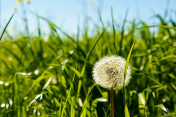 summer, nature, spring, freshness - background fresh wild field natural flower plant on spring meadow in hot sunny day. white yellow fluffy dandelions on light blue bright clean sky garden summertime