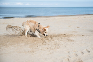 Dog on the beach - pies na plaży