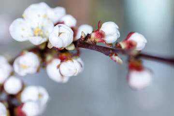 Buds and opening flower of the apricot tree. Beginning of flowering. Beautiful scene of spring nature for a calendar, postcards on the Easter theme.