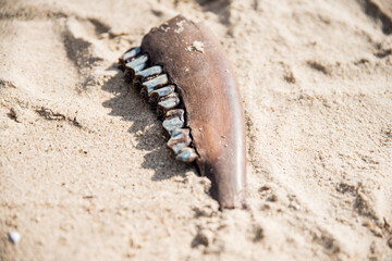 Bone on the beach - kość na plaży