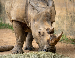 Obraz premium Southern White Rhino feeding on ground as zoo animal located in Birmingham Alabama.