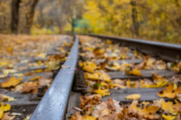 Railway track line steel close-up with bright yellow leaves in autumn forest. Colorful Children's...