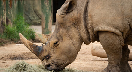 Obraz premium Southern White Rhino feeding on ground as zoo animal located in Birmingham Alabama.