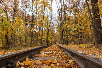 Golden railway track line close-up in bright yellow leaves in autumn forest. Colorful Children's...