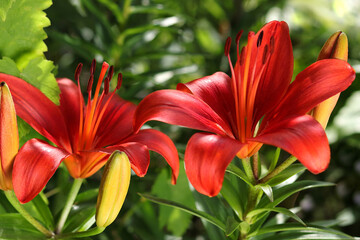 Beautiful Lily flower on green leaves background. Red orange Lily flowers in garden. Lilies blooming . Lilium belonging to the Liliaceae. Image plant blooming orange tropical flower Tiger Lily. Spring