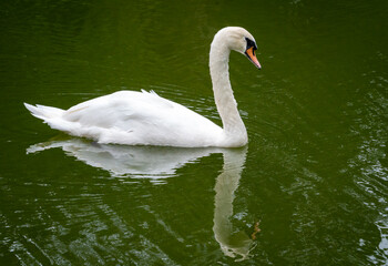 Mute Swan swimming in pond as zoo animal located in Birmingham Alabama.