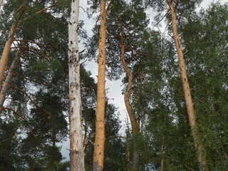 Fototapeta premium Trees in the forest