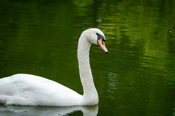 Mute Swan swimming in pond as zoo animal located in Birmingham Alabama.