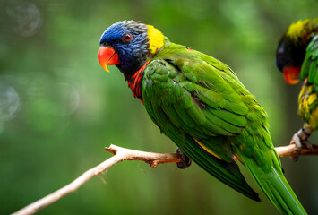 Australian Lorikeet sitting on branch as zoo specimen located in Birmingham Alabama.