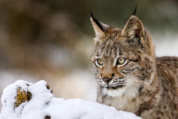 Portrait of lynx. Young Eurasian lynx, Lynx lynx, hidden behind snowy stump in beech forest. Bobcat...