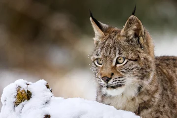 Foto op Canvas Portrait of lynx. Young Eurasian lynx, Lynx lynx, hidden behind snowy stump in beech forest. Bobcat in winter. Beautiful wild cat in nature. Cute animal with spotted orange fur. Predator in habitat. © Vaclav