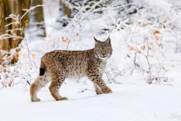 Fototapeten Lynx in winter. Young Eurasian lynx, Lynx lynx, walks in snowy beech forest. Beautiful wild cat in nature. Cute animal with spotted orange fur. Beast of prey in frosty day. Predator in habitat. © Vaclav