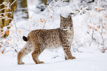 Lynx en hiver. Jeune lynx eurasien, Lynx lynx, promenades dans la forêt de hêtres enneigés. Beau chat sauvage dans la nature. Animal mignon avec fourrure orange tachetée. Bête de proie en jour glacial. Prédateur dans l& 39 habitat.