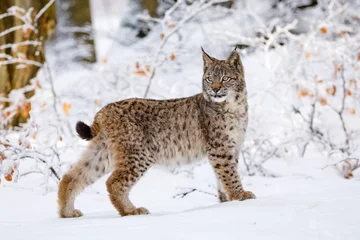 Crédence de cuisine en verre imprimé Lynx Lynx en hiver. Jeune lynx eurasien, Lynx lynx, promenades dans la forêt de hêtres enneigés. Beau chat sauvage dans la nature. Animal mignon avec fourrure orange tachetée. Bête de proie en jour glacial. Prédateur dans l& 39 habitat.