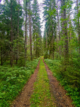 path in the woods , picture taken in Sweden, Europe
