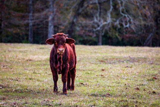 Texas Beefmaster Bull Calf 