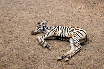 Fototapeta na wymiar Das kleine müde Zebra