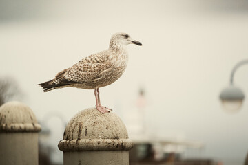 Möve am Ostseestrand