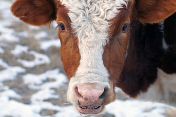 A bull grazing on a snow-covered field on the island of Olkhon, Baikal