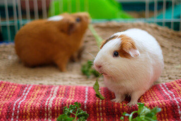 Cute guinea pigs eating parsley